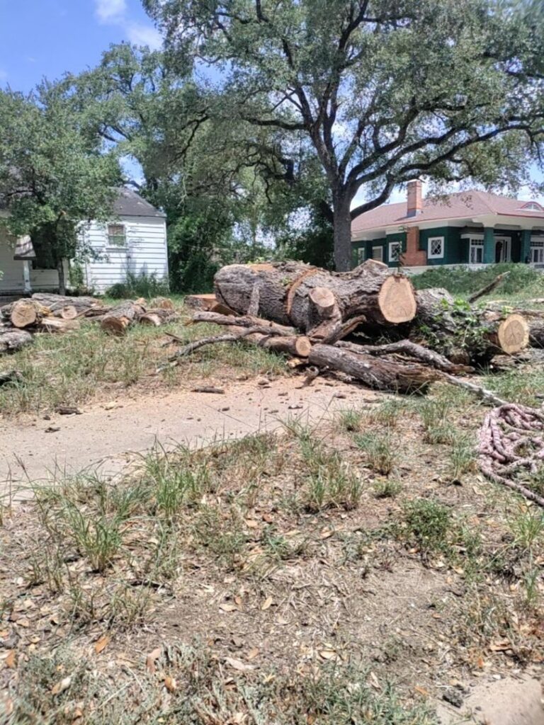 Large tree logs and branches on the ground after a tree removal service by C & N Tree Service in Corpus Christi, TX.