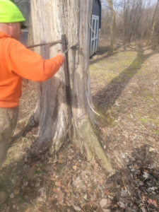 An Arbor Tech Tree Specialist worker performing tree maintenance and bark removal in Flint, MI.