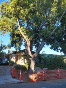 A large tree with a white 'X' mark and safety fencing, prepared for service by Historic Pepper Trees of Kensington, San Diego, CA.