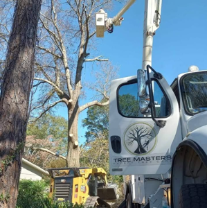 TREE Masters Expert Tree Care