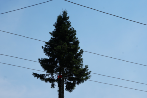 A tall evergreen tree with power lines in the foreground, indicating potential tree service work by Robert Jefferies Logging & Tree Service in Everett, WA