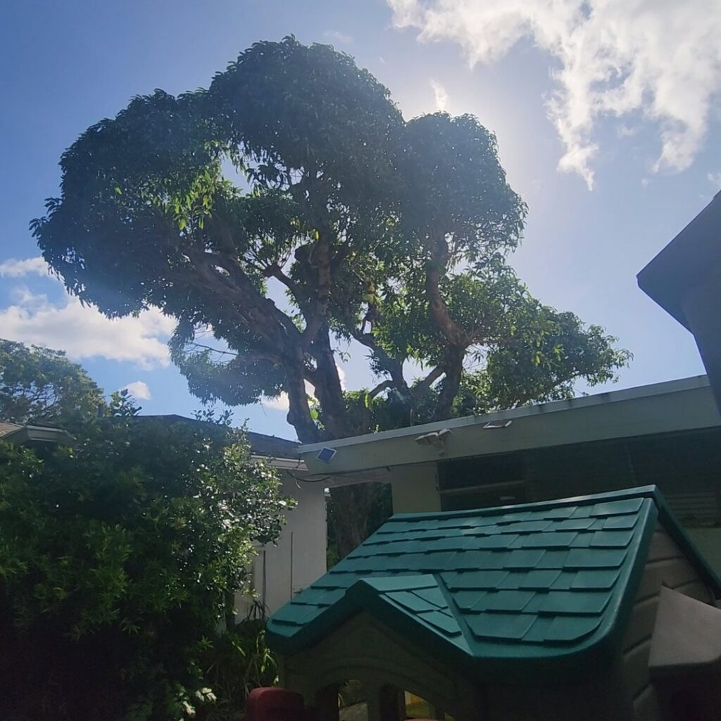 A large tree overhanging a residential roof, showing signs of recent trimming and shaping by ALOHA TREE CARE in Meridian, ID.