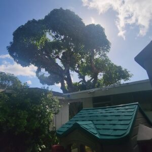 A large tree overhanging a residential roof, showing signs of recent trimming and shaping by ALOHA TREE CARE in Meridian, ID.