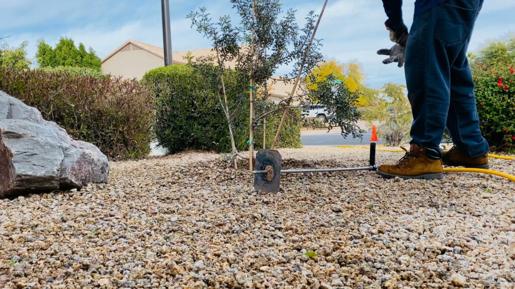 A person setting up irrigation for a newly planted tree, a service by Valley Tree Masters in Chandler, AZ