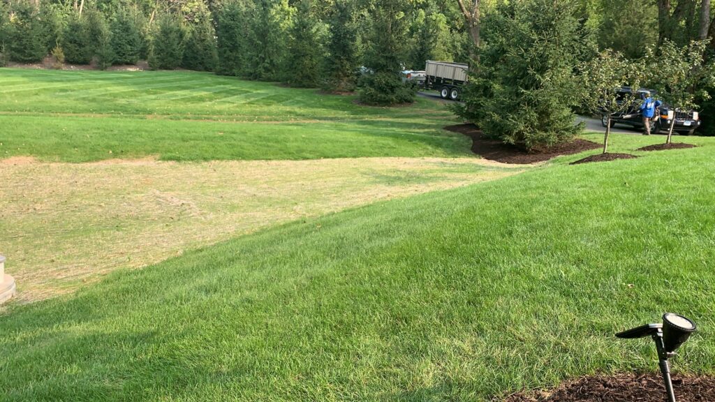 Freshly mulched evergreen trees after planting by Mendez Landscaping and Lawn Care in Kenosha, WI, with a work truck in the background.