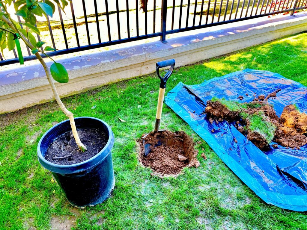 A potted tree ready for planting next to a freshly dug hole with a shovel and tarp, showing tree planting preparation by Valley Tree Masters in Chandler, AZ
