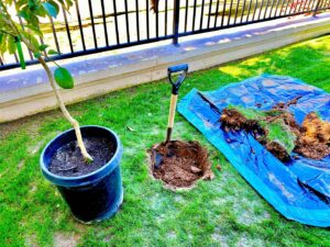 A potted tree ready for planting next to a freshly dug hole with a shovel and tarp, showing tree planting preparation by Valley Tree Masters in Chandler, AZ