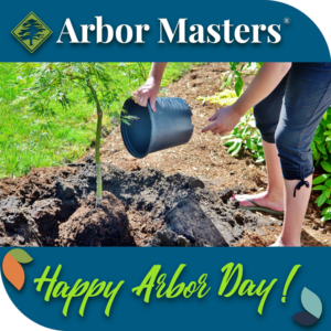 A person planting a new tree as part of tree service by Arbor Masters in Mechanicsville, VA.