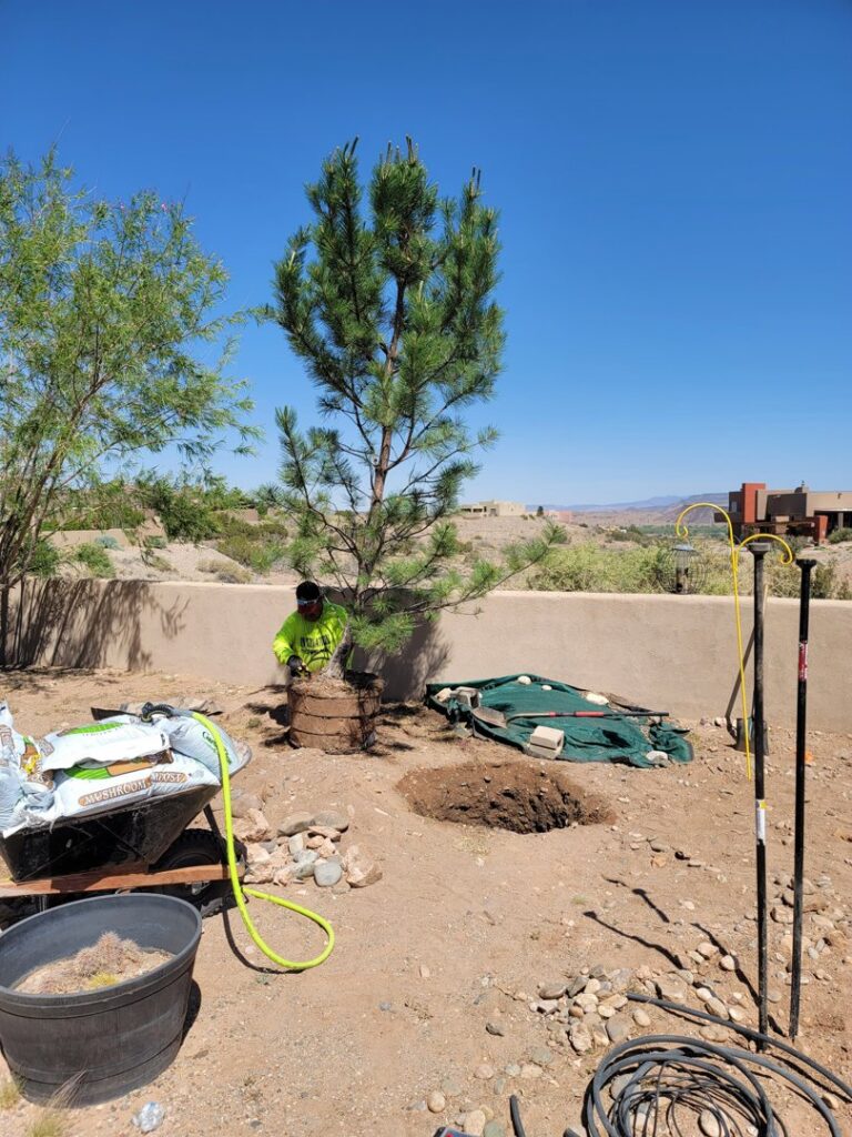 A worker planting a new tree, balled and burlapped, as part of tree service by InnovationTree Specialist in Rio Rancho, NM.