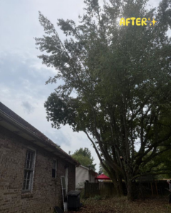 After tree pruning service by Cumberland Tree Service, LLC in Clarksville, TN, with a large trimmed tree next to a brick house.