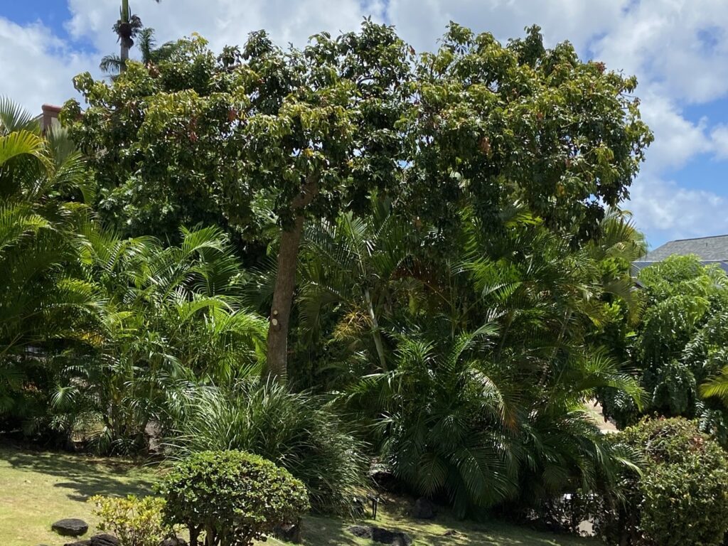 A large tree with visible fresh cuts from recent pruning and thinning services by Ohana Tree Services in Mililani, HI.