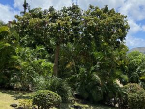 A large tree with visible fresh cuts from recent pruning and thinning services by Ohana Tree Services in Mililani, HI.