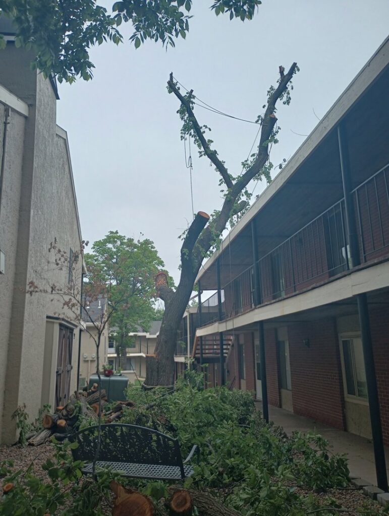 Tree pruning and debris removal completed next to an apartment building by Humbolt Tree Service in Wichita, KS