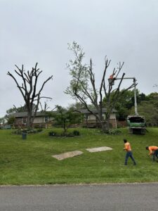 A tree pruning and removal crew working with a bucket truck on a residential lawn for Ace Tree Chopper in Nashville, TN.