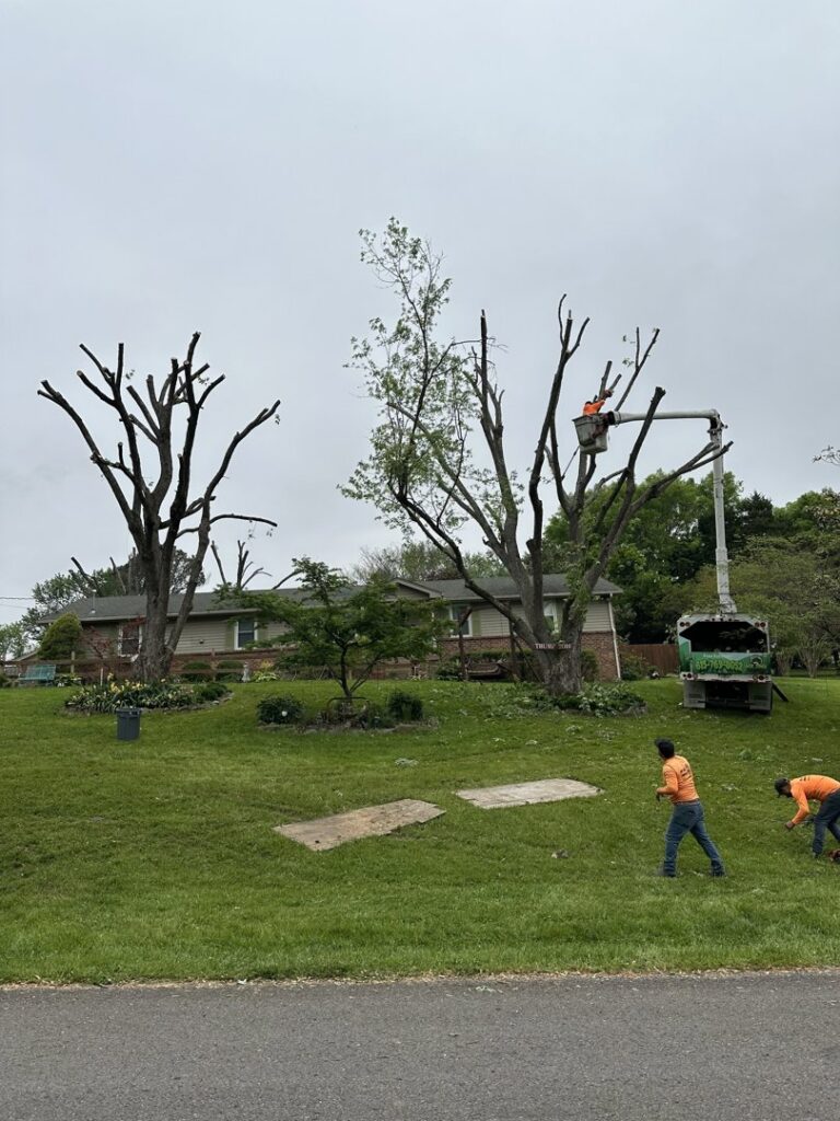 A tree pruning and removal crew working with a bucket truck on a residential lawn for Ace Tree Chopper in Nashville, TN.