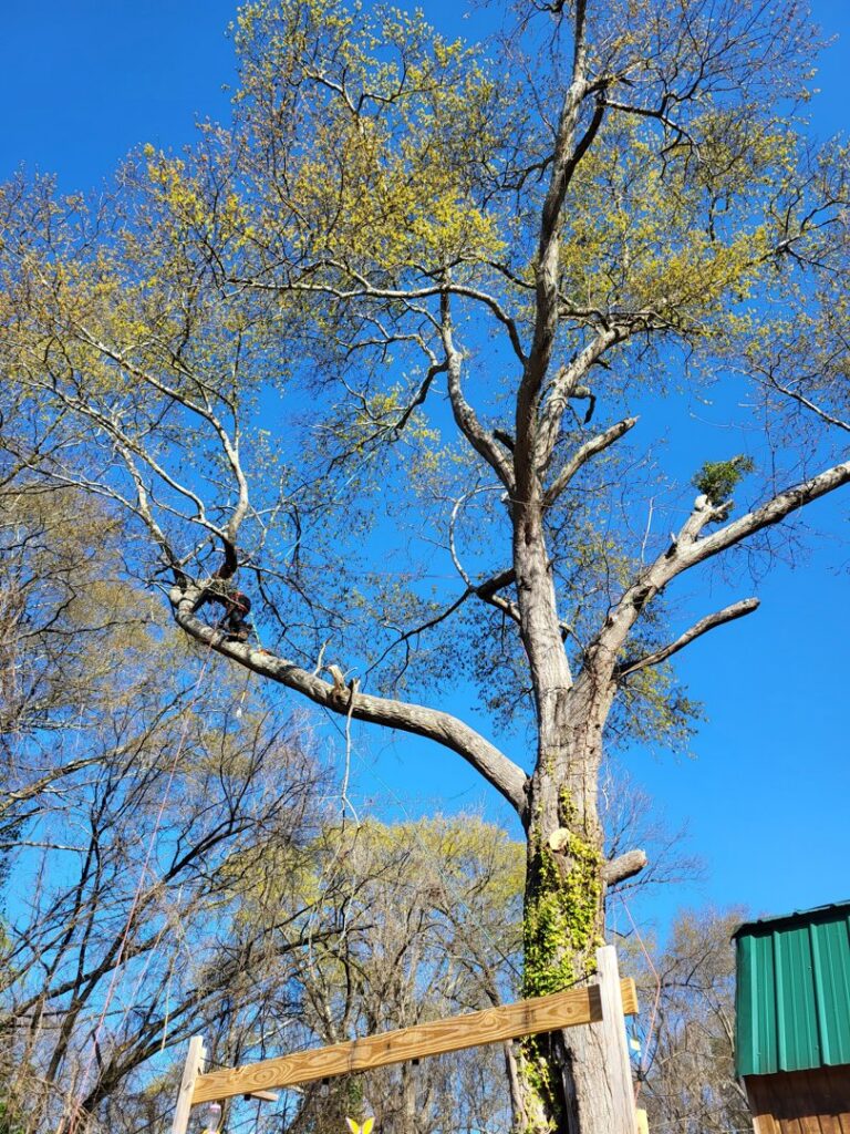 An arborist from Morales Services, secured with ropes, pruning branches high in a leafy tree in Greenville, SC.