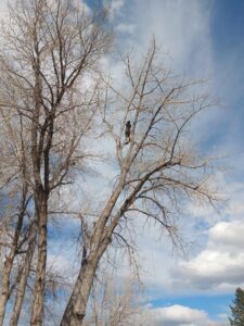 An arborist performing tree pruning services high in a tall, bare tree, provided by TRA, Teton Rope Access in Alpine, WY.
