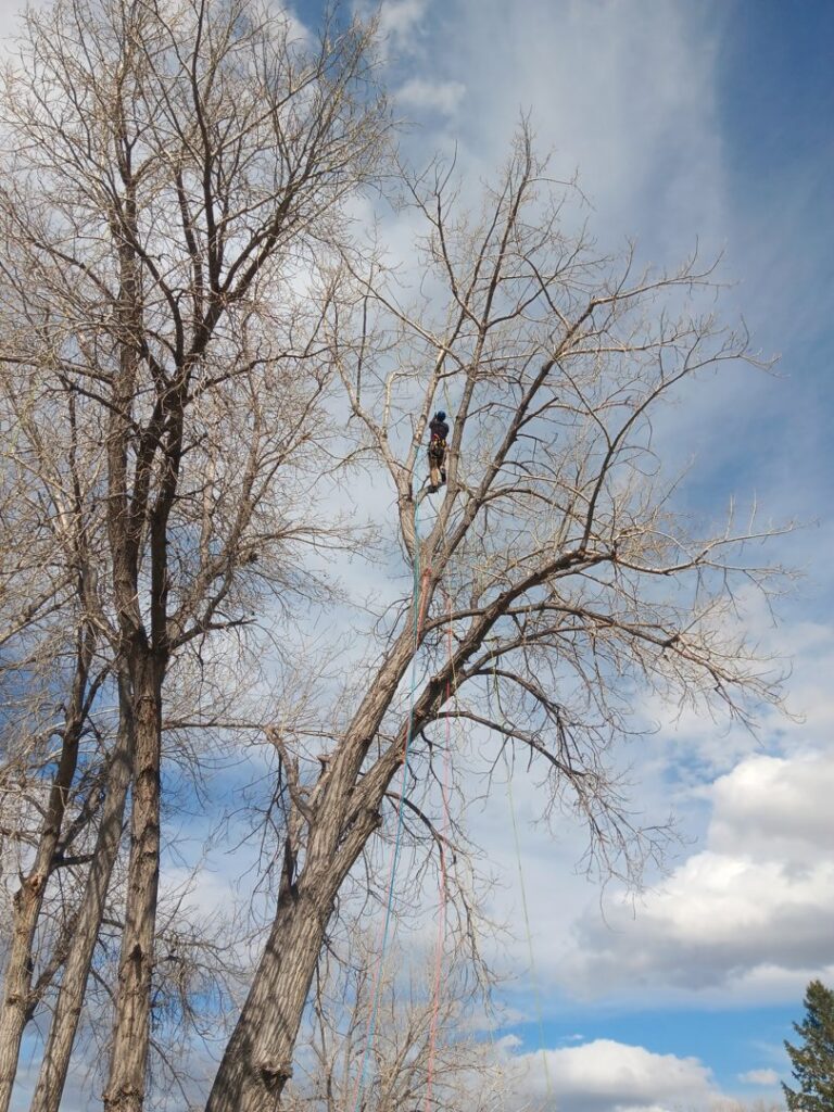 An arborist performing tree pruning services high in a tall, bare tree, provided by TRA, Teton Rope Access in Alpine, WY.