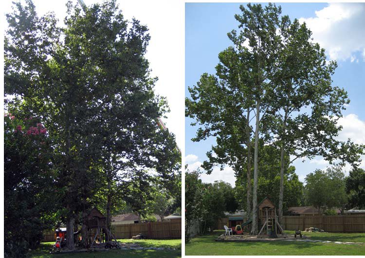 Before and after comparison of trees showing significant pruning and thinning by Palacios Tree Services in New Castle, DE.