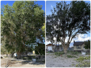 Before and after view of a large tree pruning service by Whipple Tree Service in Mesquite, NV.