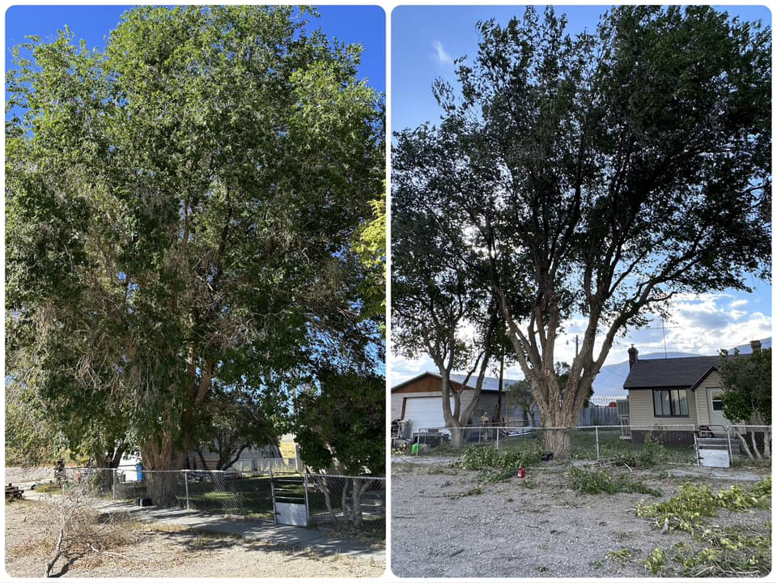 Before and after view of a large tree pruning service by Whipple Tree Service in Mesquite, NV.