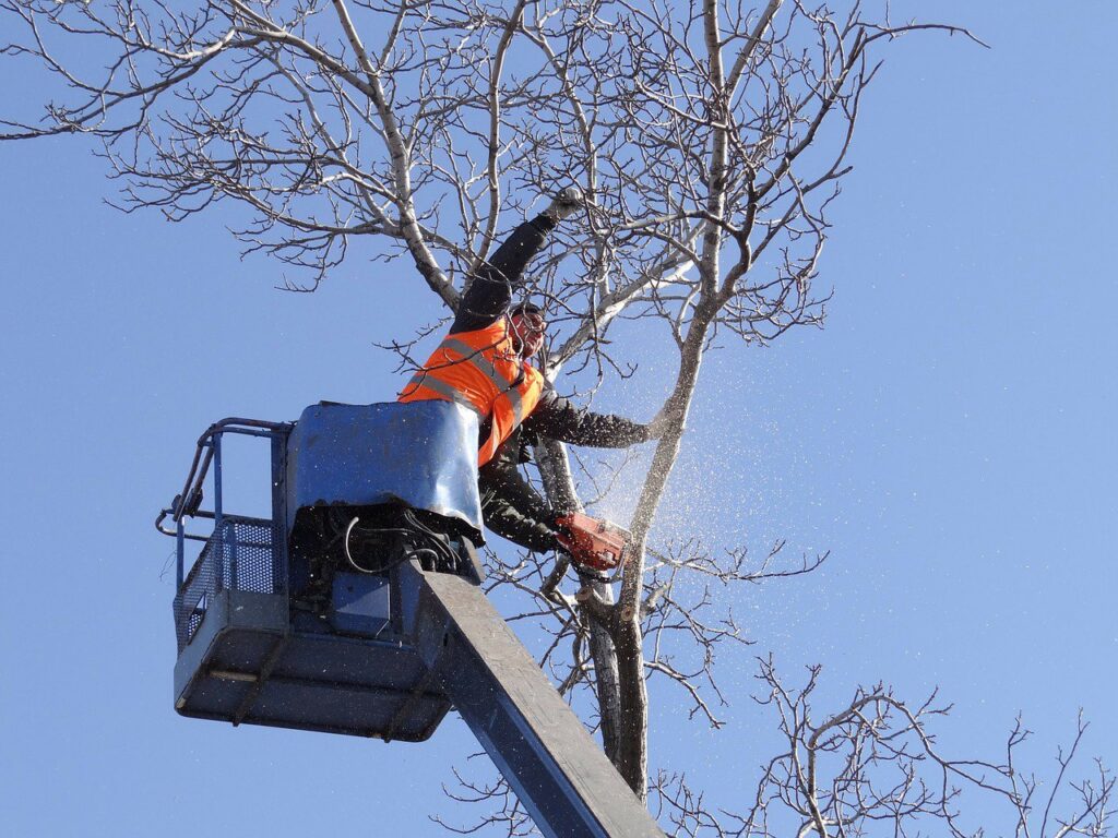 A tree service professional in a bucket lift using a chainsaw to prune branches for Little Rock Tree Service Pros in Little Rock, AR.