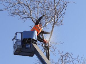 A tree service professional in a bucket lift using a chainsaw to prune branches for Little Rock Tree Service Pros in Little Rock, AR.