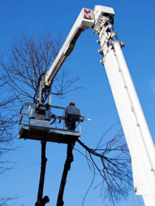 A tree service worker in a bucket lift pruning branches from a tree for Cipres Tree Service in Las Vegas, NV.