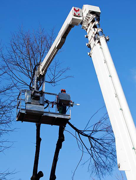 A tree service worker in a bucket lift pruning branches from a tree for Cipres Tree Service in Las Vegas, NV.