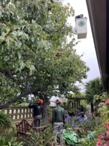 A tree service crew using a bucket lift and hand tools to prune a large tree in a residential garden for LC Tree Service in San Diego, CA.