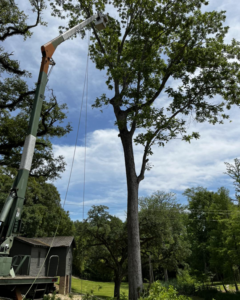 A bucket lift extended for tree pruning with ropes visible, performed by ABC TREE CO. in Baton Rouge, LA.
