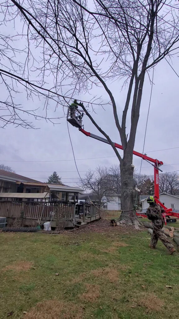A tree service worker in a bucket lift pruning branches from a tall tree for Aim To Tame tree service in Peoria, IL.