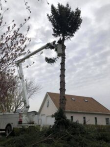 A worker in a bucket truck pruning a tall evergreen tree, demonstrating tree service by Beaver Creek Tree Service in Penns Grove, NJ.