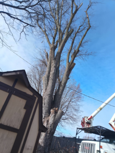 A large tree after significant pruning or topping, with a bucket truck nearby, by Notta-Trace trees in Livermore, KY.