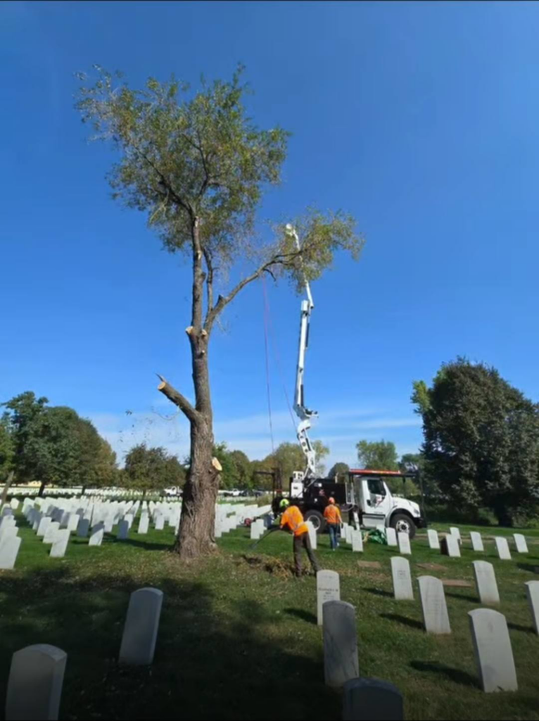 Tree service workers pruning a tall tree with a bucket truck for Precision Landscape and Tree in Little Canada, MN.
