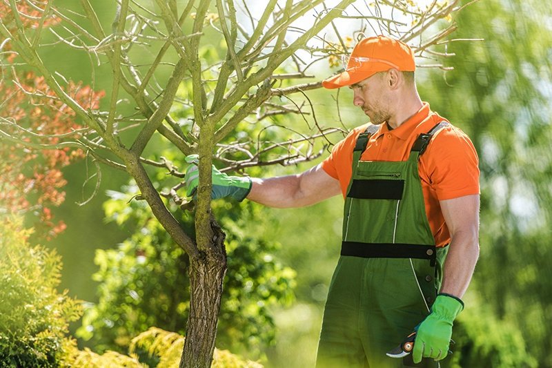 A tree service professional inspecting and pruning a small tree for Tree Service Henderson in Henderson, NV.