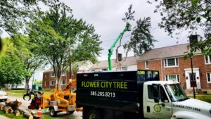 Tree pruning and chipping in progress with a bucket lift and chipper truck by Flower City Tree in Rochester, NY.