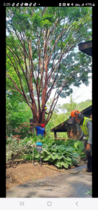 A tree service crew pruning a tall tree with safety gear at WoodChuck Tree Service in Rochester, NY.