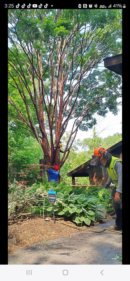A tree service crew pruning a tall tree with safety gear at WoodChuck Tree Service in Rochester, NY.