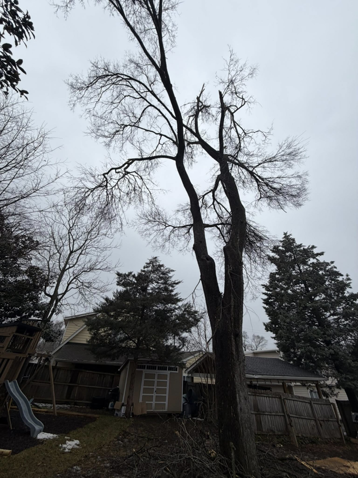 A tall, bare tree with cut branches and debris at its base, indicating recent tree pruning by Grounds and Tree Care in Nashville, TN.