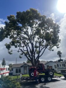 Tree service crew and equipment on site for tree pruning by Jarquin Tree Service, LLC in San Jose, CA.