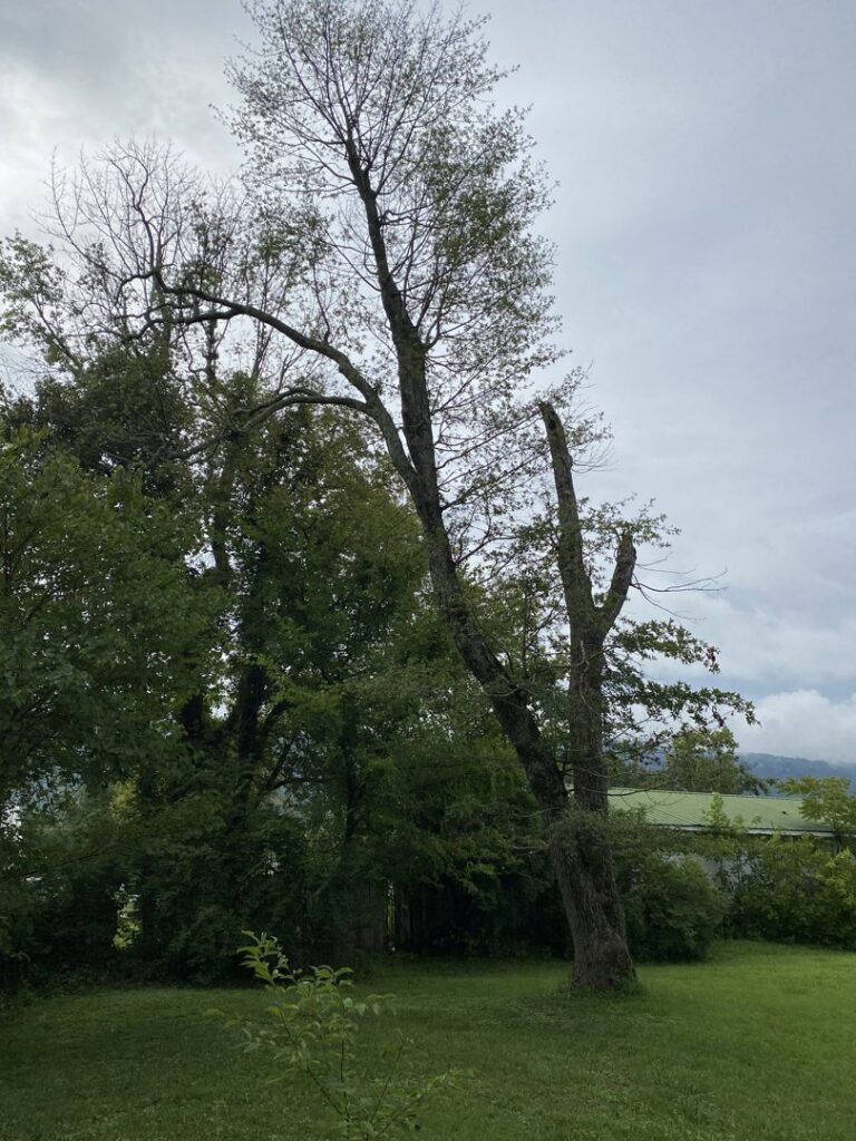 A tall tree with fresh cuts from recent pruning by Lawncare lopez Tree services in Chattanooga, TN