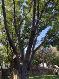A large tree with multiple branches showing fresh cuts from professional tree pruning by South "O" Tree and Stump in Omaha, NE.