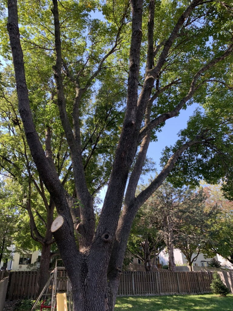 A large tree with multiple branches showing fresh cuts from professional tree pruning by South "O" Tree and Stump in Omaha, NE.