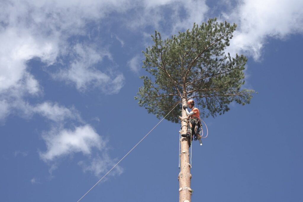 An arborist high up in a tree, secured with ropes, performing professional tree pruning for Carlos Tree Service in Juneau, AK.