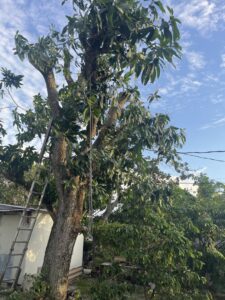 A large tree with a ladder and ropes, indicating tree pruning or removal work by Tree service of south florida inc in Fort Lauderdale, FL.