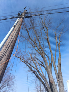 A tree with pruned branches near a utility pole and power lines, indicating tree service work by Notta-Trace trees in Livermore, KY.