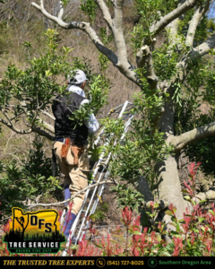 A tree service professional on a ladder pruning branches from a tree for OFS Tree Service LLC in Medford, OR.