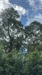A tree that has been pruned, possibly for power line clearance, by Tree service of south florida inc in Fort Lauderdale, FL.