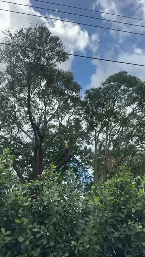 A tree that has been pruned, possibly for power line clearance, by Tree service of south florida inc in Fort Lauderdale, FL.